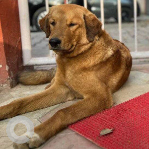 A Brown Indie Dog Missing from Arjun Vihar, Delhi NCR