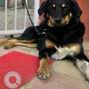 A Black and Brown Indie Dog Missing from Arjun Vihar, Delhi NCR