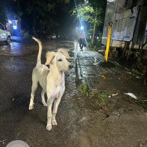 A White Indie Dog Found from Pimple Saudagar, Pimpri Chinchwad