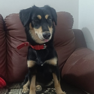 Found: Black and Brown Female Indie Dog from Atur Nagar, Undri near Euro School