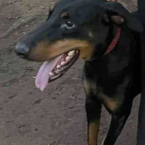 Found: Black and Brown Male Doberman mix Dog from Porvorim