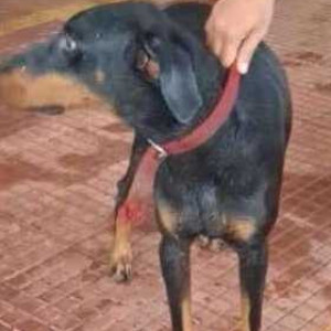 Found: Black and Brown Male Doberman mix Dog from Porvorim-3
