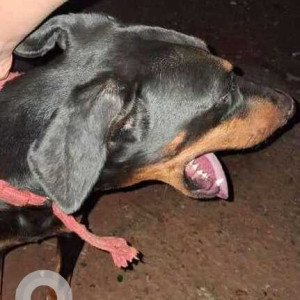 Found: Black and Brown Male Doberman mix Dog from Porvorim-2