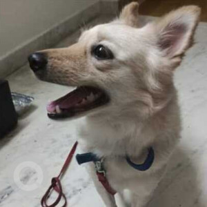 Found: White Female Pomeranian Dog from KBR Park Road opposite Starbucks, Jubillee Hills-2