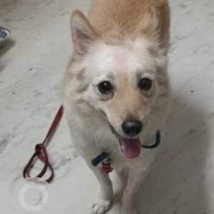 Found: White Female Pomeranian Dog from KBR Park Road opposite Starbucks, Jubillee Hills-3