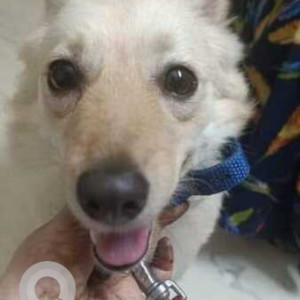 Found: White Female Pomeranian Dog from KBR Park Road opposite Starbucks, Jubillee Hills