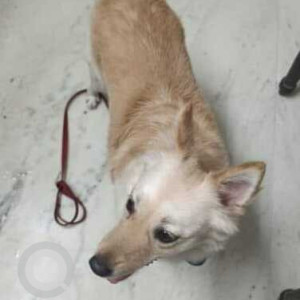 Found: White Female Pomeranian Dog from KBR Park Road opposite Starbucks, Jubillee Hills-4