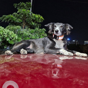 A White and Grey Indie Dog Missing from Hinjawadi, Pune