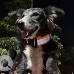 A Black and White Indie Dog Missing from Baner, Pune