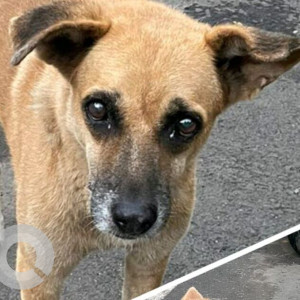 Missing: White-Brown Mix Female Indie Dog from Khadki  Feeder Aleta