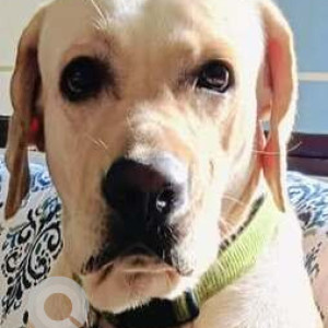 Missing: White Male Labrador Dog from Notun Nagar Area