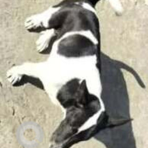 Missing: Black and White Female Indie Dog from Lalganesh, Milan Nagar-2