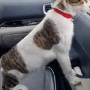 Missing: White and Grey Male Indie Cat from Pimpalgaon Baswant Toll Plaza (near Nashik, on AH47)-3