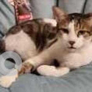 Missing: White and Grey Male Indie Cat from Pimpalgaon Baswant Toll Plaza (near Nashik, on AH47)-2