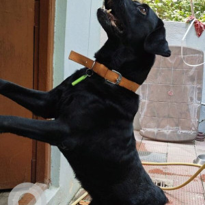 Missing: Black Male Labrador Dog from Bolarum-2
