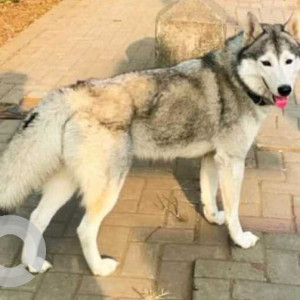 Missing: White and Grey Male Husky Dog from Pimpri, Shastri Nagar