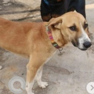 Missing: White-Brown Mix Male Indie Dog from Royal Meridien  Layout, near Udupi Swad-2