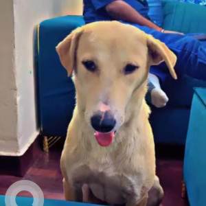 A White Indie Dog Missing from Sector 10, Noida