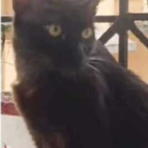 Missing: White Male Indie Cat from Karma Residental Enclave opposite Pai Hospital-2