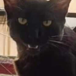 Missing: White Male Indie Cat from Karma Residental Enclave opposite Pai Hospital-3