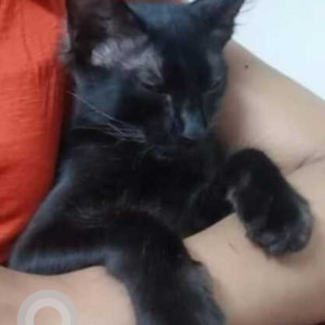 Missing: White Male Indie Cat from Karma Residental Enclave opposite Pai Hospital-4