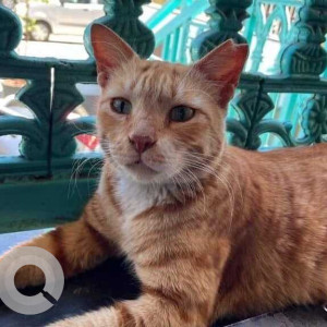 Missing: Orange Female Ginger cat Cat from Irani cafe, Dahanukar Colony