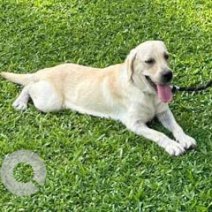 A White Labrador Dog Missing from Jackni Vaddo, Saligao