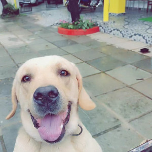 A White Labrador Dog Missing from Jackni Vaddo, Saligao-2