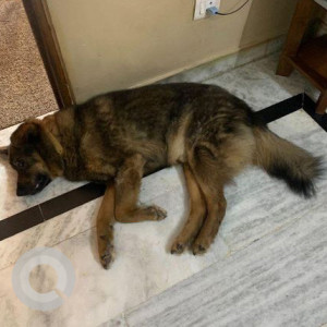 Black and Brown Bhotia Dog Veer is Missing from New Delhi-2