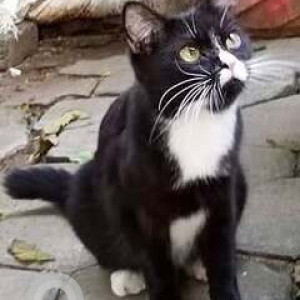 Missing: Black and White Female Ragdoll mix Cat from V.P Raman road, Triplicane