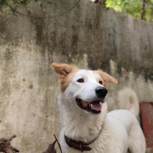 Our beloved dog Boris is missing from Golf course road, Gurugram-4