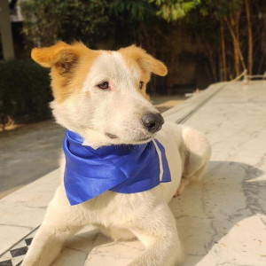 Our beloved dog Boris is missing from Golf course road, Gurugram-3