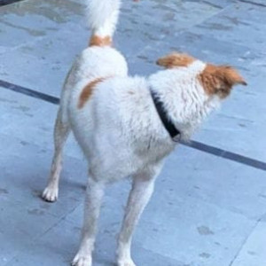 Our beloved dog Boris is missing from Golf course road, Gurugram-2