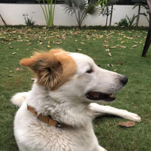 Our beloved dog Boris is missing from Golf course road, Gurugram