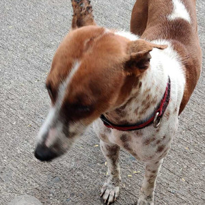 Found: White-Brown Mix Male Indie Dog from Gorai-1 area of Borivali West-2