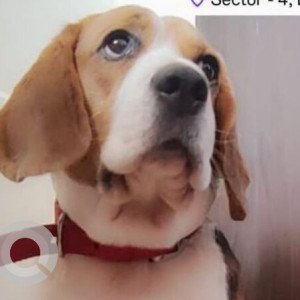 Missing: White-Brown Mix Male Beagle Dog from Dwarka Sector 4