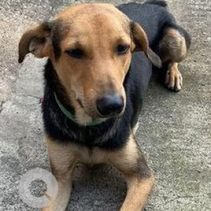 Missing: Black and Brown Male Indie Dog from HBR Layout 2nd Block, Kacharakanahalli, Bengaluru, Karnataka