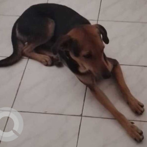 Missing: Black and Brown Male Indie Dog from HBR Layout 2nd Block, Kacharakanahalli, Bengaluru, Karnataka-3