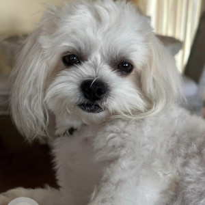 Missing: White Male Maltese Shih Tzu Dog from Nani Kailua Road,Big Island, Kailua-kona, Hawaii, USA