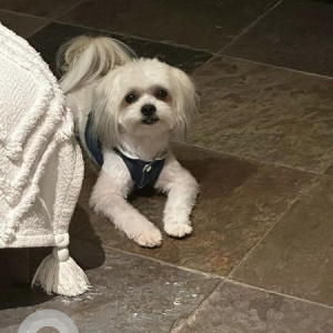 Missing: White Male Maltese Shih Tzu Dog from Nani Kailua Road,Big Island, Kailua-kona, Hawaii, USA-2