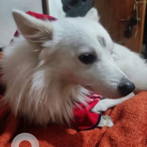 Missing: White Male Indian Spitz Dog from Durga Mata Mandir Road , Tughlaqabaad, New Delhi-2