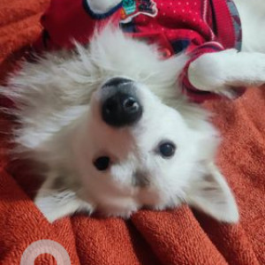 Missing: White Male Indian Spitz Dog from Durga Mata Mandir Road , Tughlaqabaad, New Delhi-3