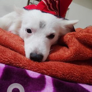 Missing: White Male Indian Spitz Dog from Durga Mata Mandir Road , Tughlaqabaad, New Delhi-4