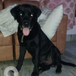 A Black and Brown Indie Dog Missing from GARCHUK, Guwahati