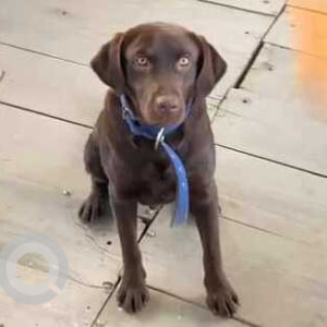 Brown Male Labrador Dog is Missing from Taudaha Lake, Jalsa Restaurant, Kirtipur