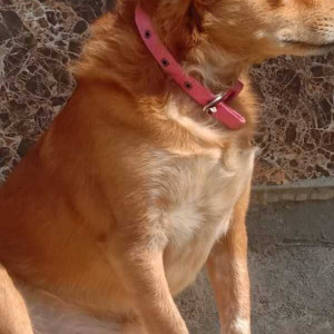 Missing: Brown Male Pomeranian and Golden Retriever mix Dog from Dwarka sector 23 near backside of radha swami satsang cng petrol pump-2