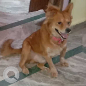 Missing: Brown Male Pomeranian and Golden Retriever mix Dog from Dwarka sector 23 near backside of radha swami satsang cng petrol pump