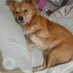 Missing: Brown Male Pomeranian and Golden Retriever mix Dog from Dwarka sector 23 near backside of radha swami satsang cng petrol pump-3