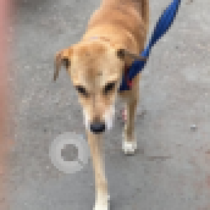 Missing: White-Brown Mix Male Mongrel mix Dog from Raiwala Rishikesh Haridwar Road Dehradun, near Prateek Nagar