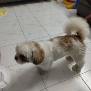 White-Brown Mix Male Shihtzu Dog is Found from kondapur